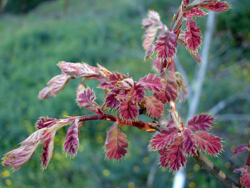 Oak Leaves in Spring