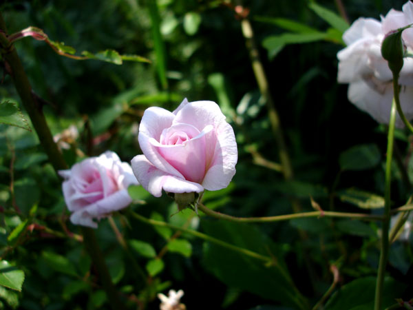 Climbing Rose, variety: Cecil Brunner, in a northern California garden