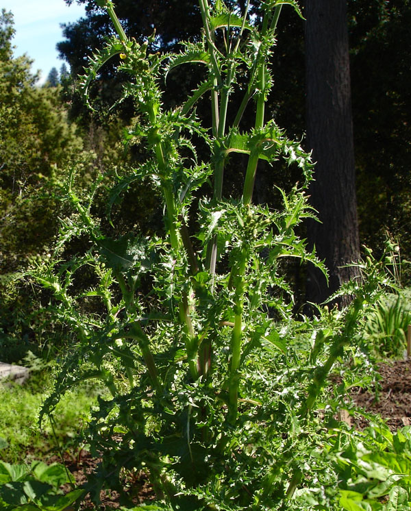 Detail of the Sow Thistle, Sonchis