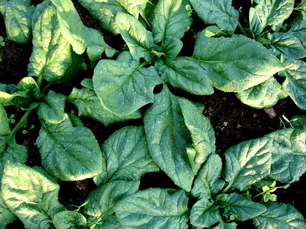 Spinach grown in the French Intensive Biodynamic manner