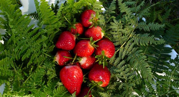 strawberries on a bed of bracken fern