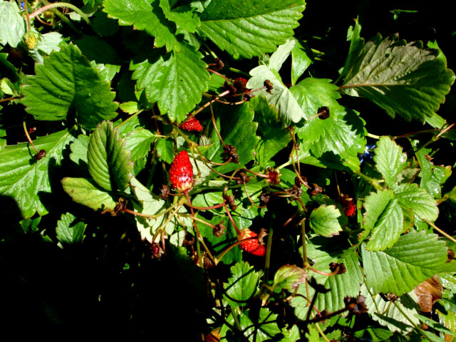 Alpine strawberries