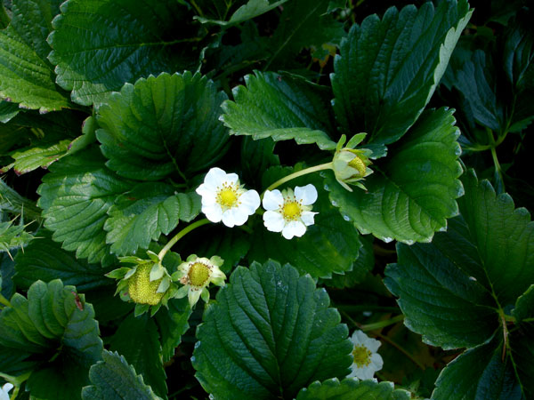 strawberries in flower