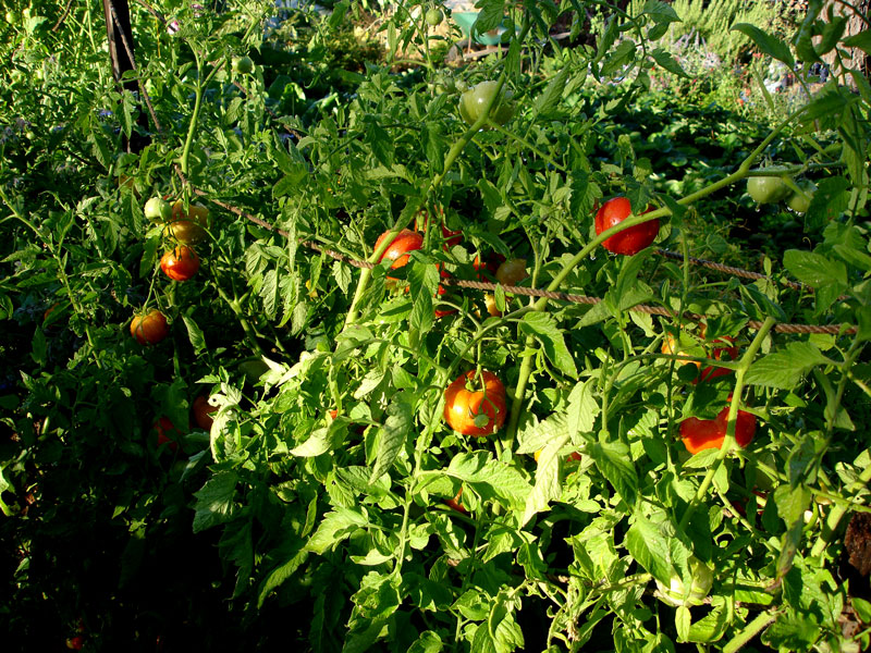 Tomatoes grown according to the Alan Chadwick method of French Intensive Biodynamic gardening