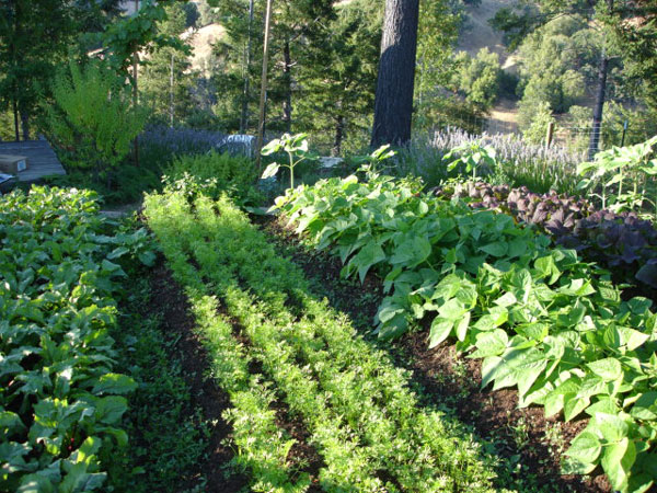 Young Carrots