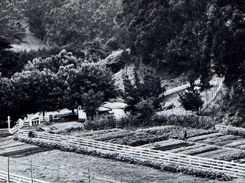 The garden at Green Gulch Farm